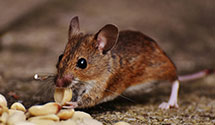 24 Hour & Emergency Exterminators in Quartz Hill, CA